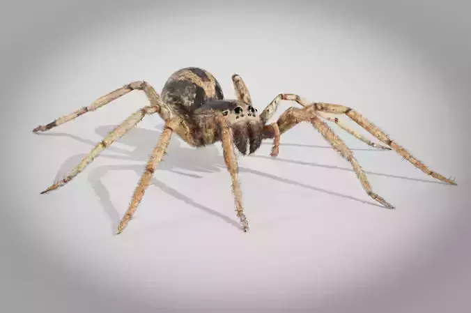 Spider 4K Rigged 3D model