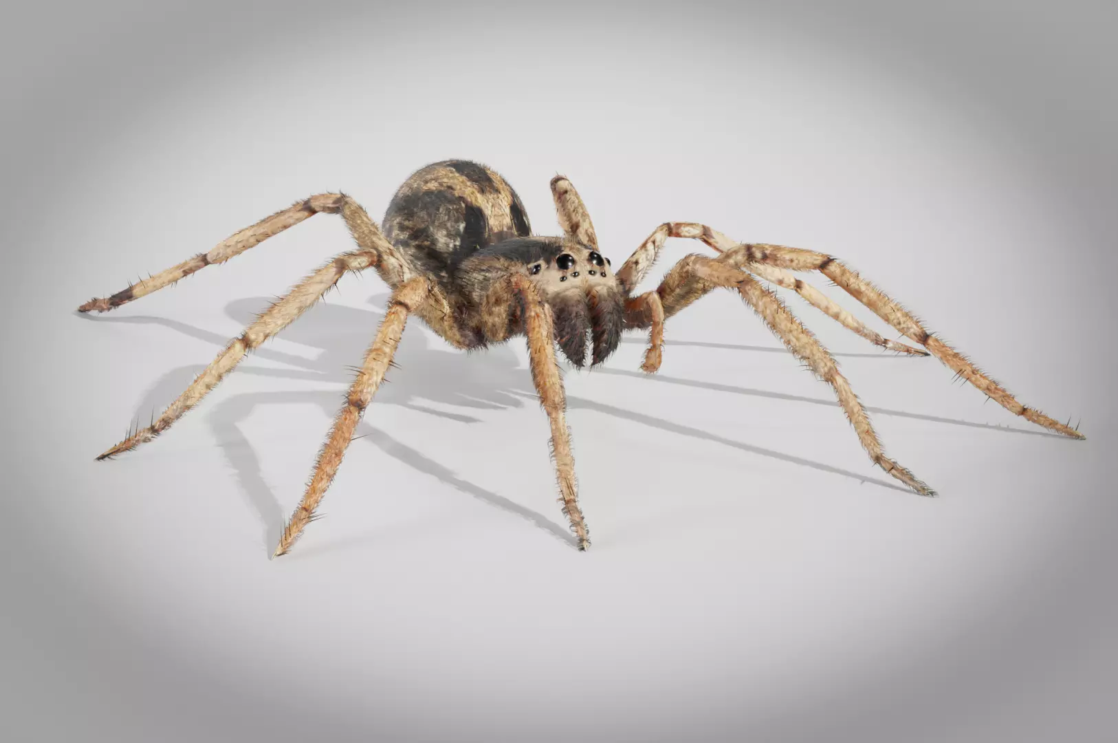 Spider 4K Rigged 3D model_0