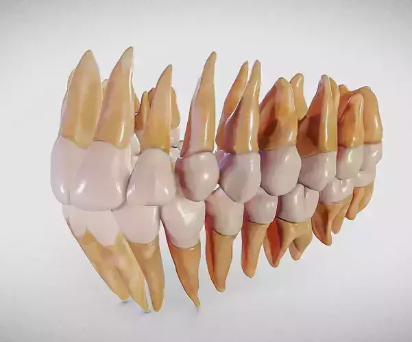 Teeth Dentistry 