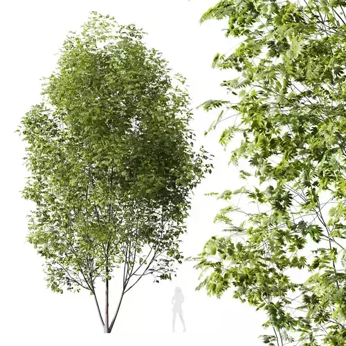HQ Plants Acer Saccharinum Tree 13m 3D model