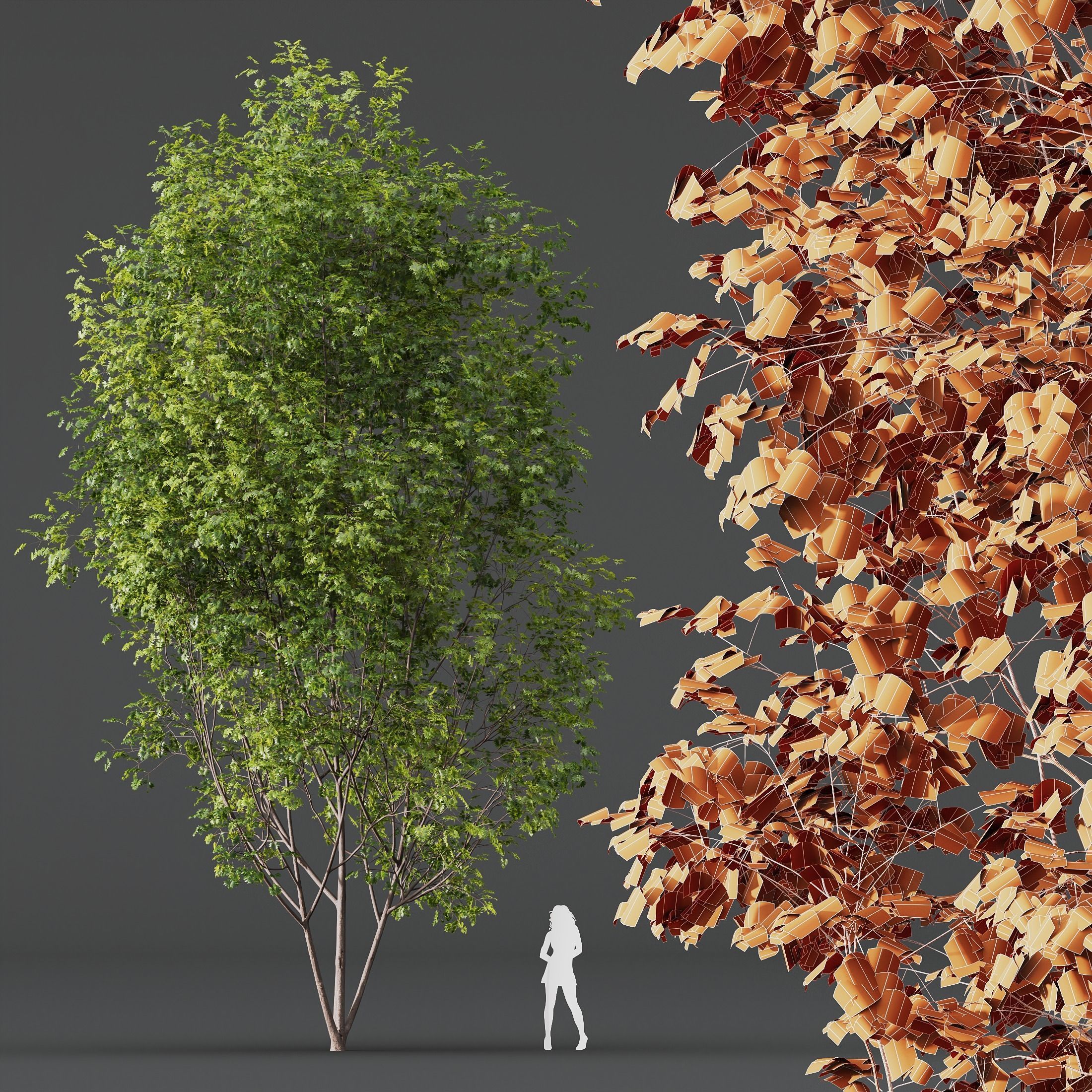 HQ Plants Acer Saccharinum Tree 13m 3D model_2