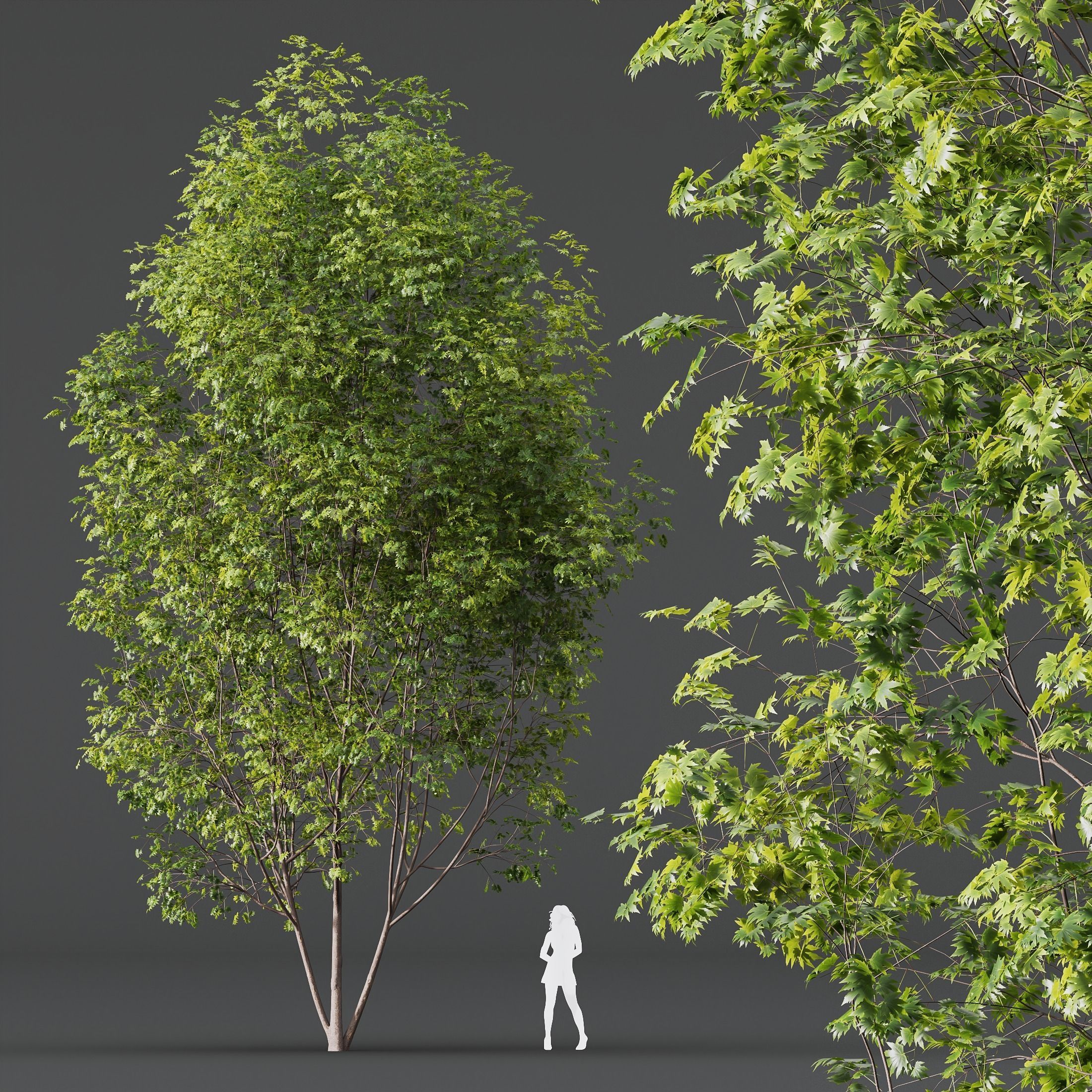 HQ Plants Acer Saccharinum Tree 13m 3D model_1