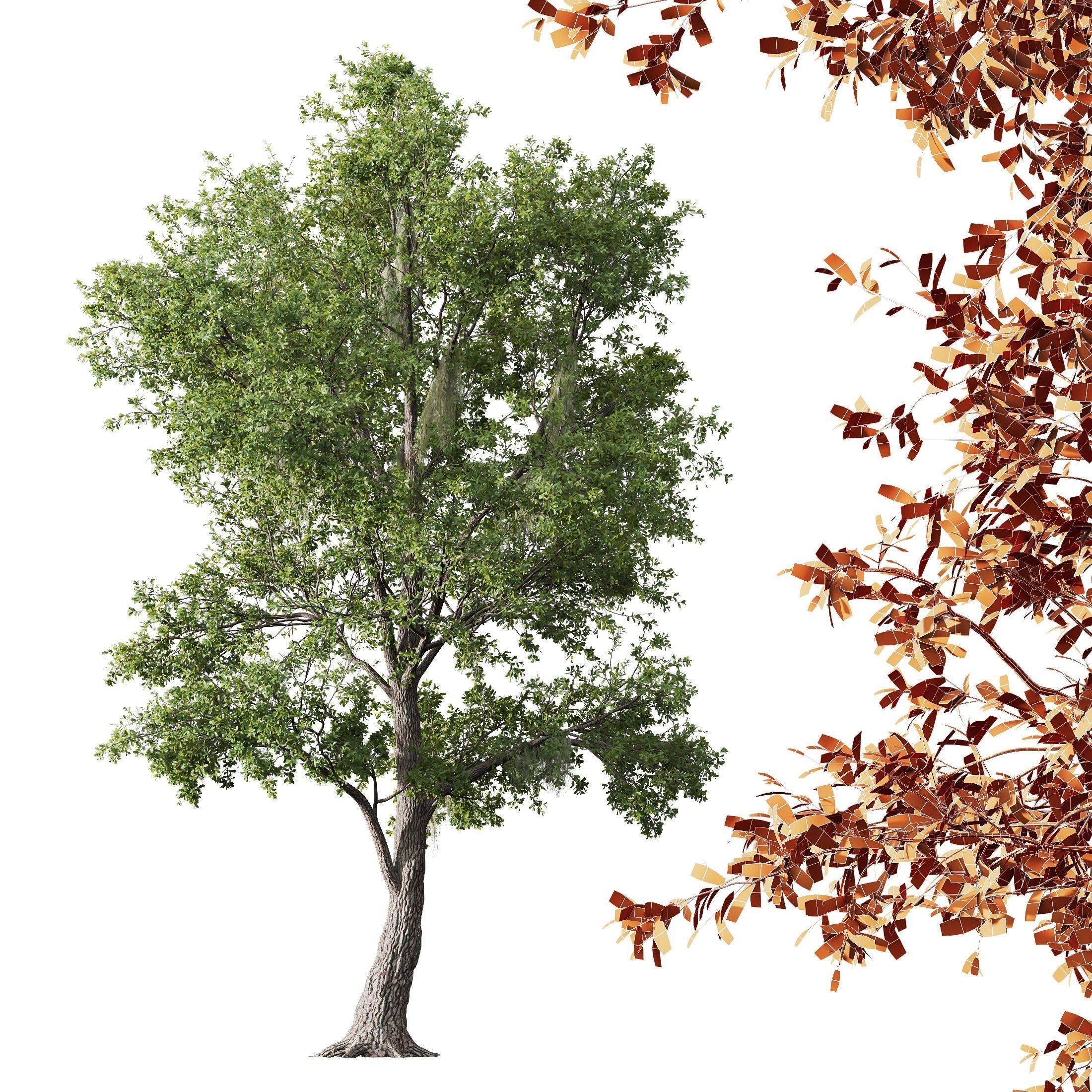 HQ Plants Angel Oak Live Tree Spanish Moss 3D model_1