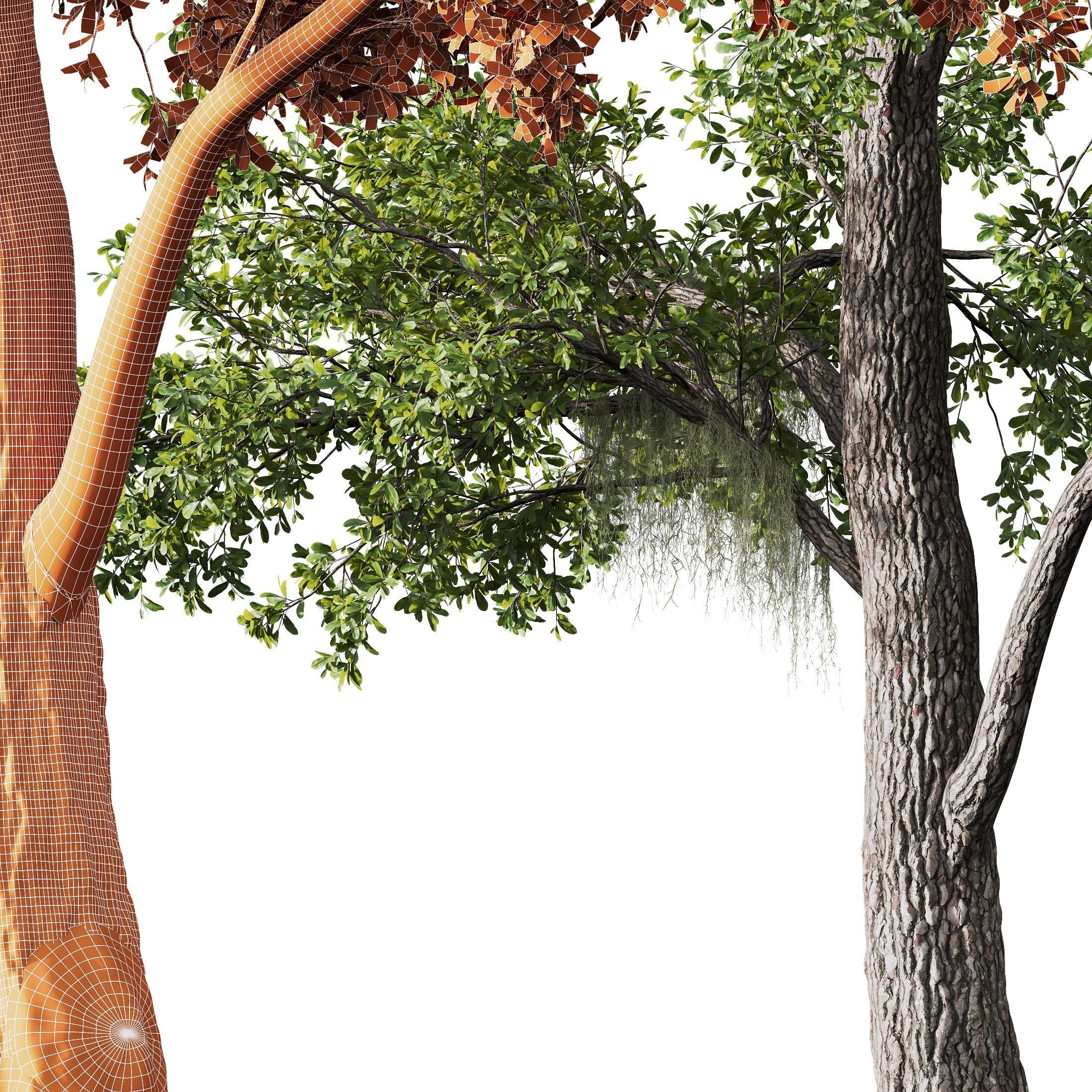 HQ Plants Angel Oak Live Tree Spanish Moss 3D model_2