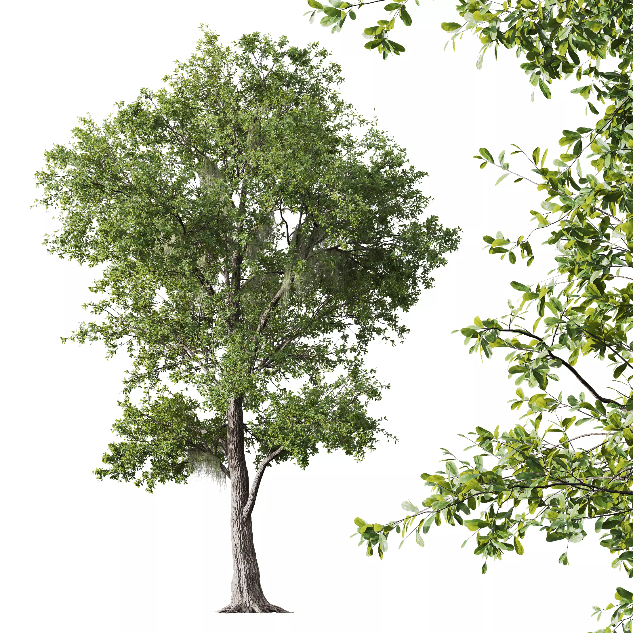 HQ Plants Angel Oak Live Tree Spanish Moss 3D model_0