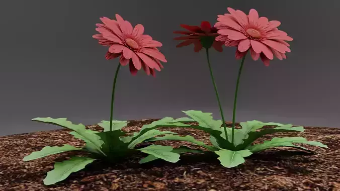 Gerbera Flower Low-poly 3D model