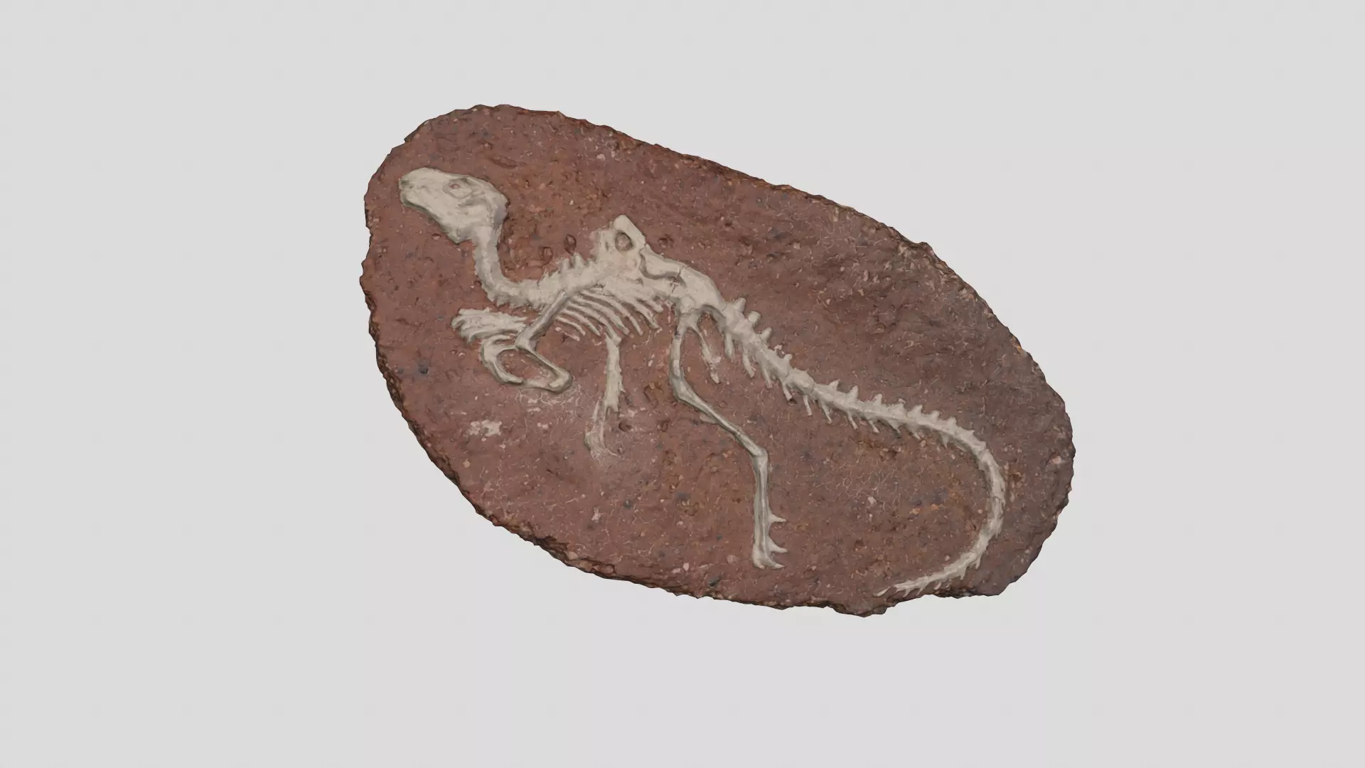 dinosaur fossil 3D model_0