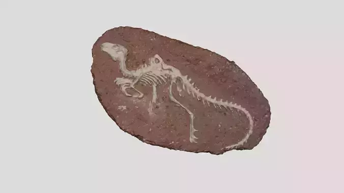 dinosaur fossil