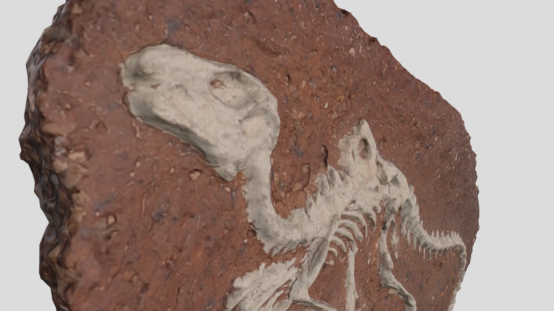 dinosaur fossil 3D model_8