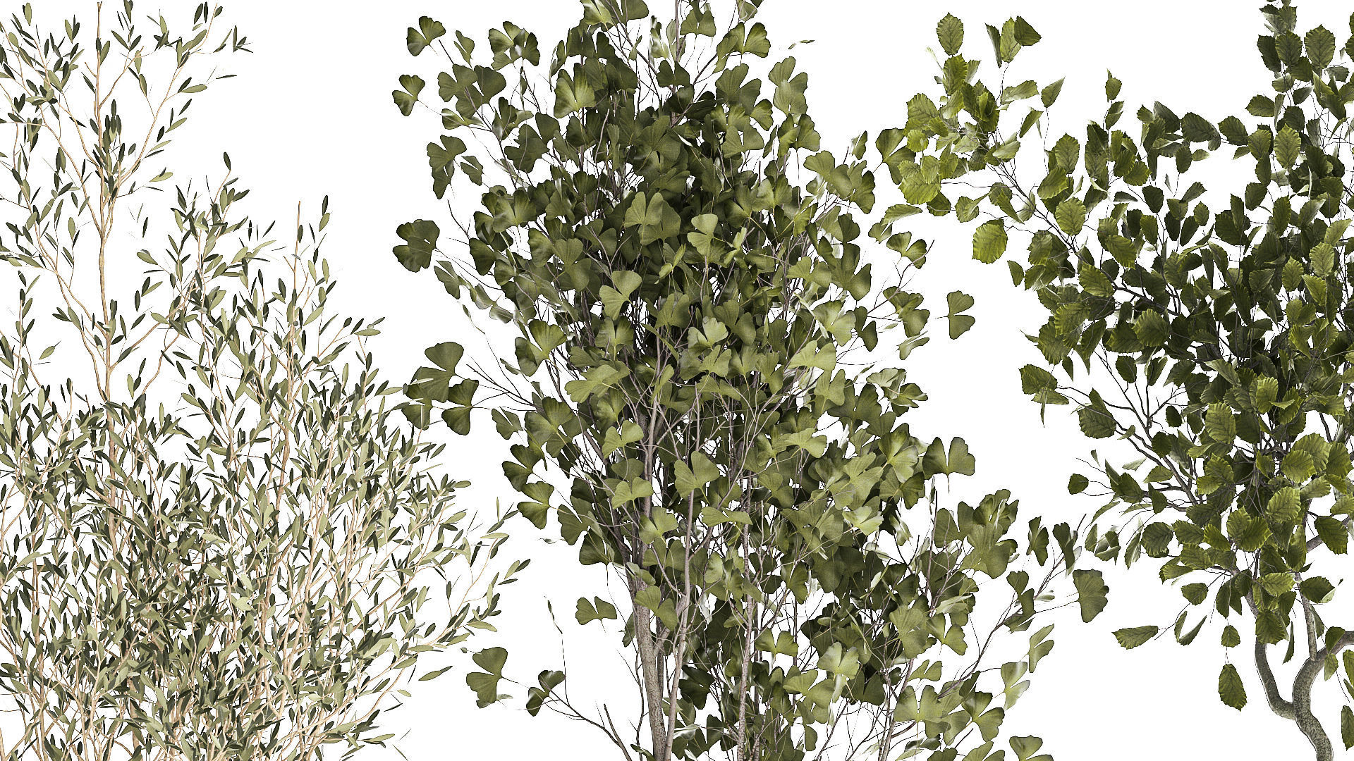 Set Of Beautiful Trees In Pots For Decoration 1331 3D model_6