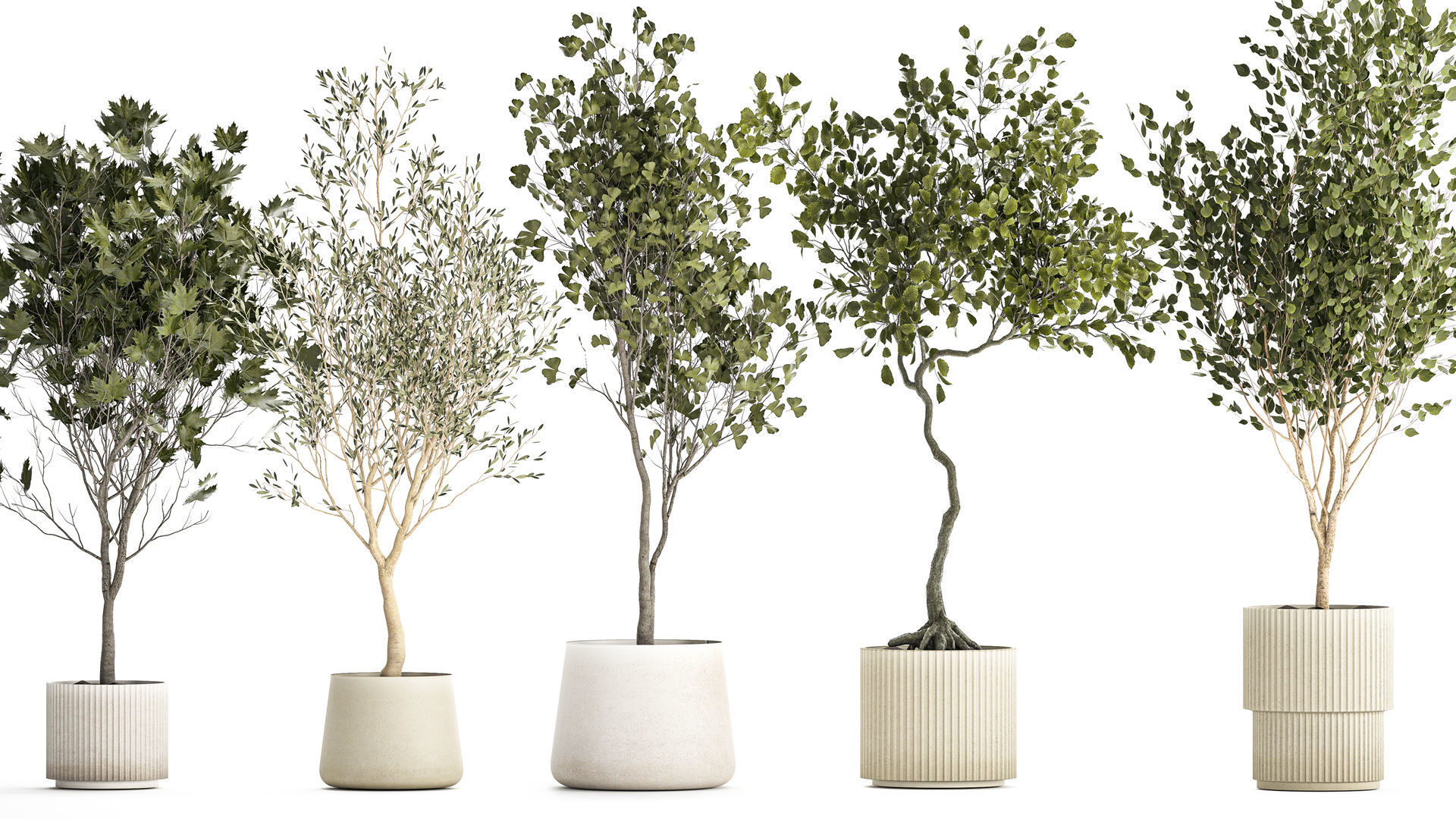 Set Of Beautiful Trees In Pots For Decoration 1331 3D model_3