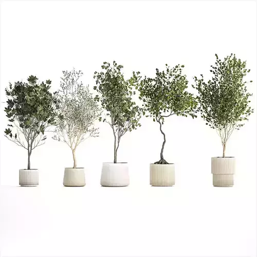 Set Of Beautiful Trees In Pots For Decoration 1331 3D model
