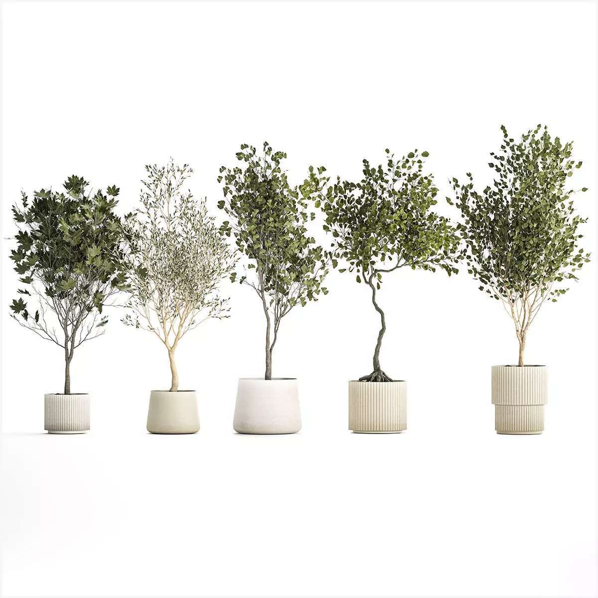Set Of Beautiful Trees In Pots For Decoration 1331 3D model_0
