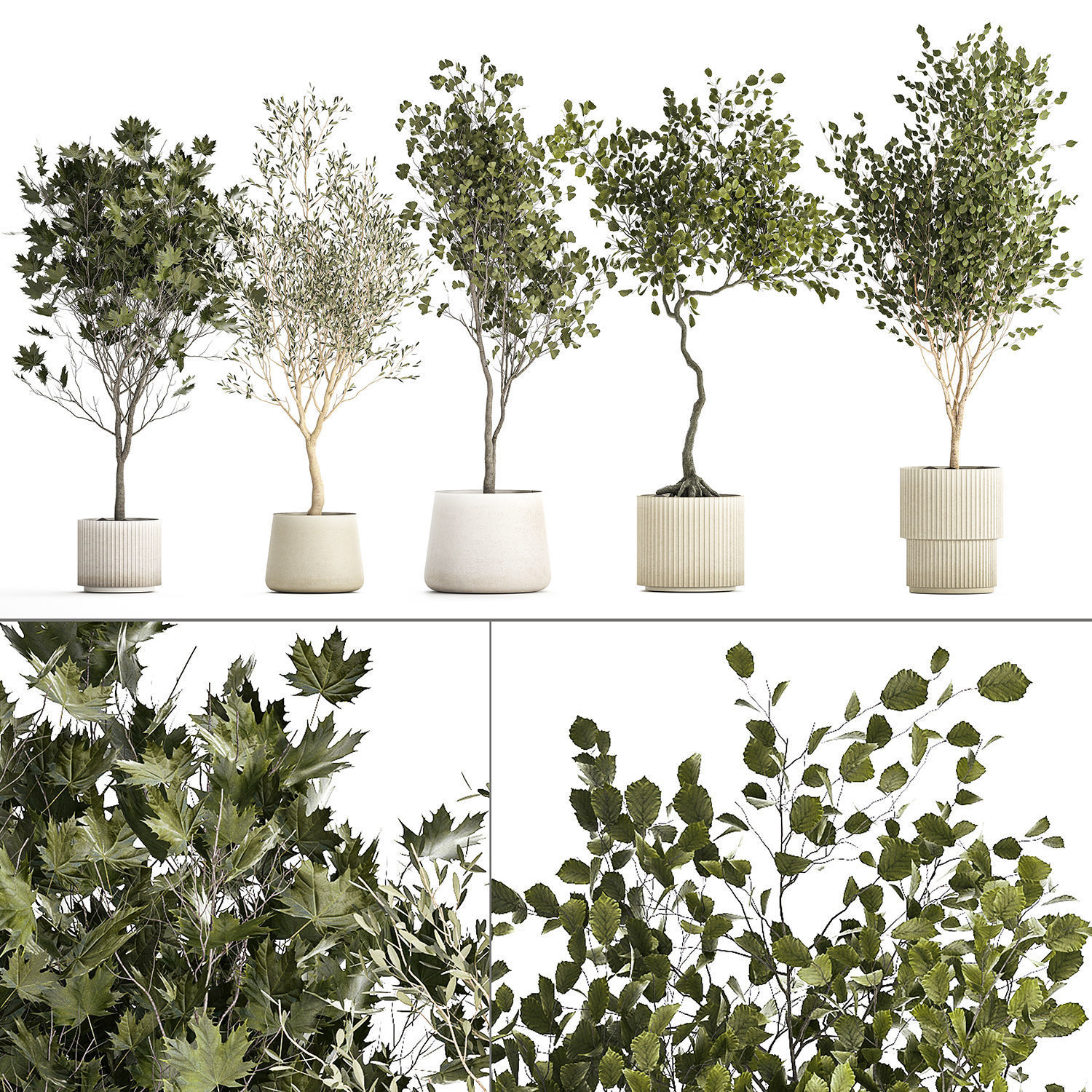 Set Of Beautiful Trees In Pots For Decoration 1331 3D model_9