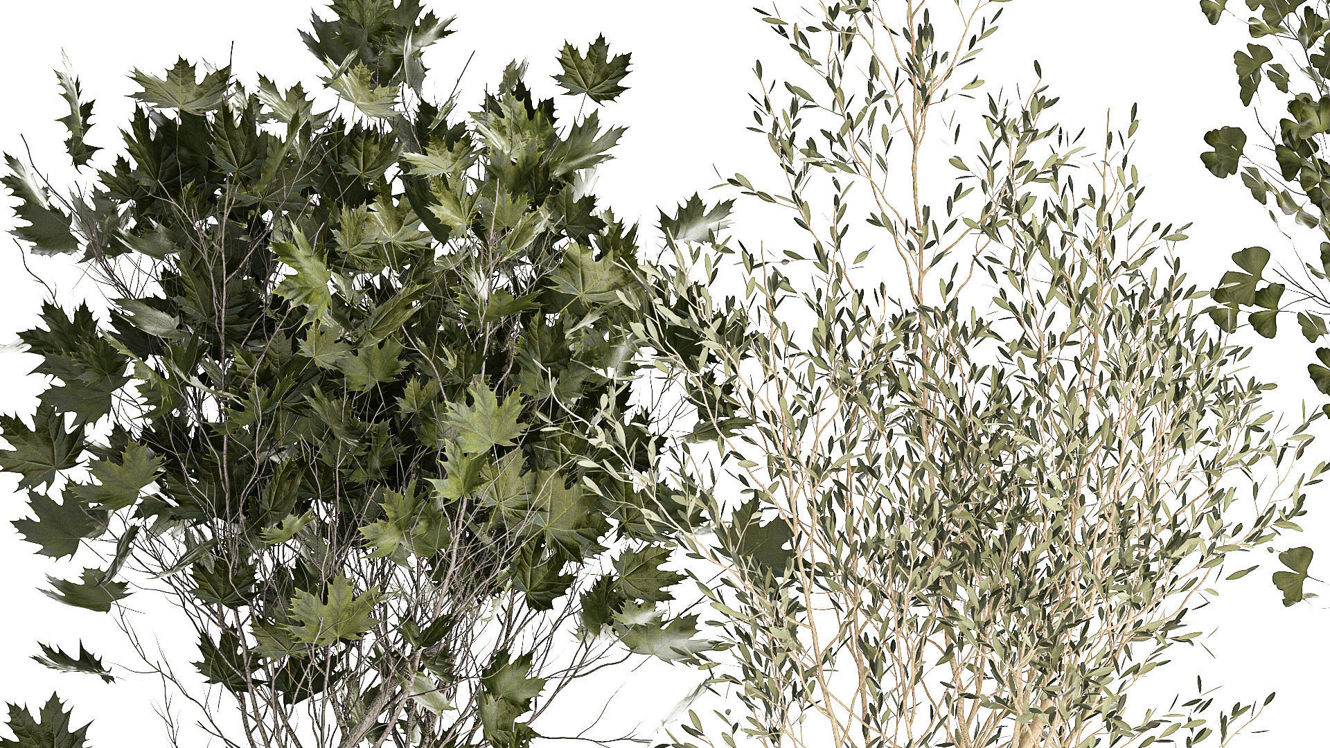 Set Of Beautiful Trees In Pots For Decoration 1331 3D model_7