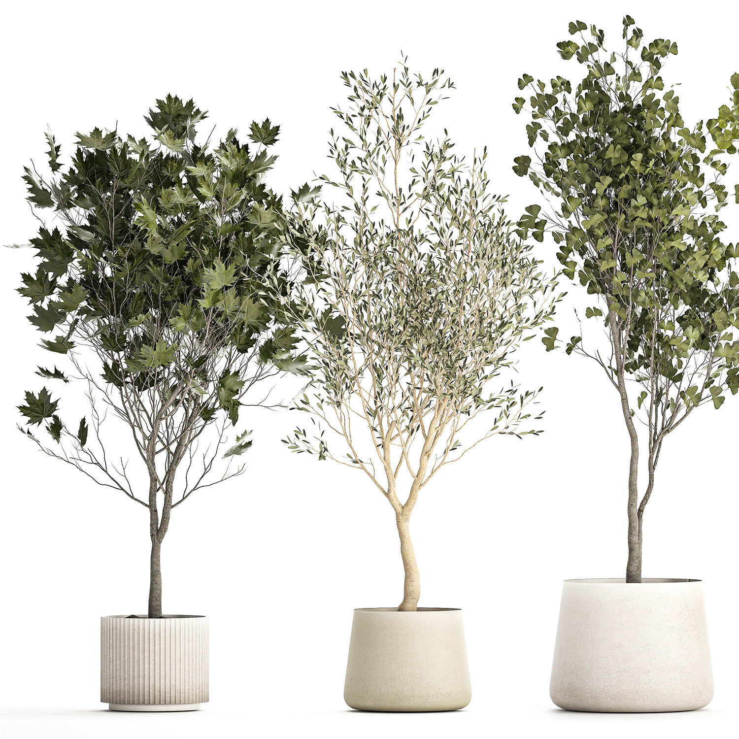 Set Of Beautiful Trees In Pots For Decoration 1331 3D model_12