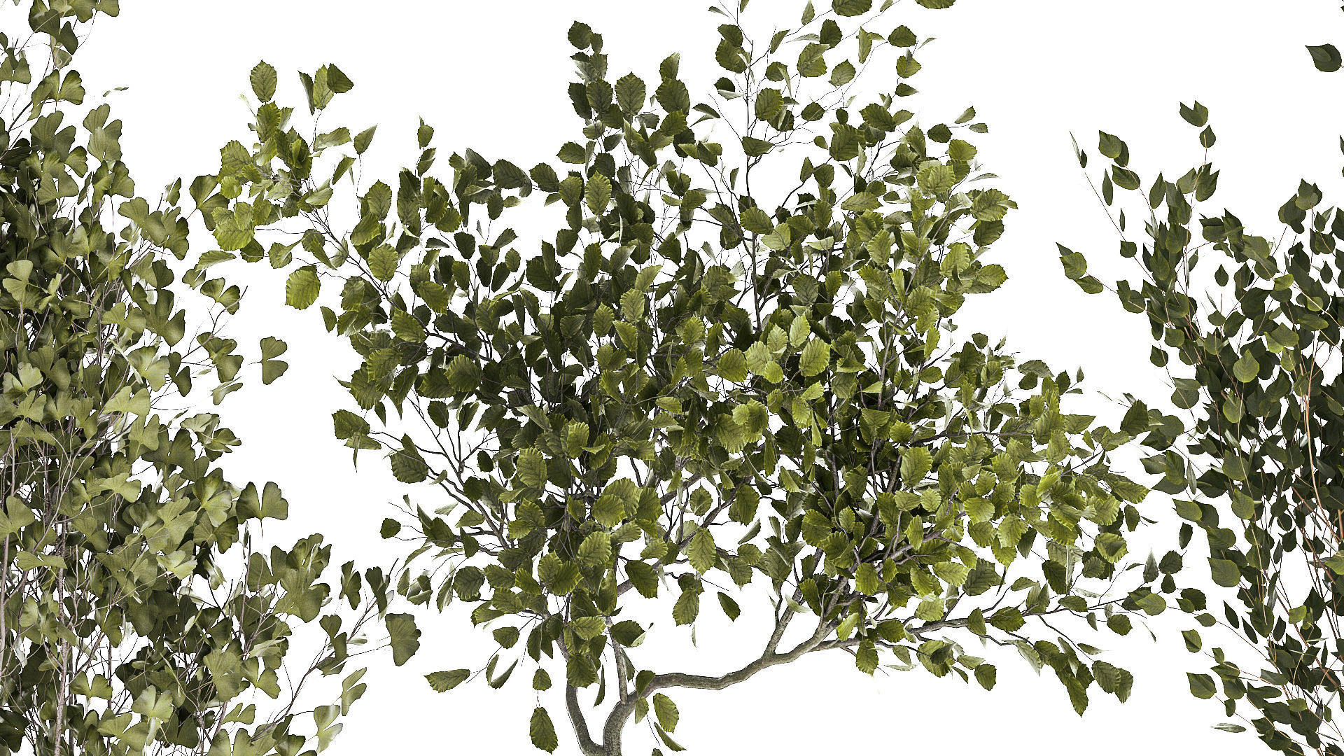 Set Of Beautiful Trees In Pots For Decoration 1331 3D model_5