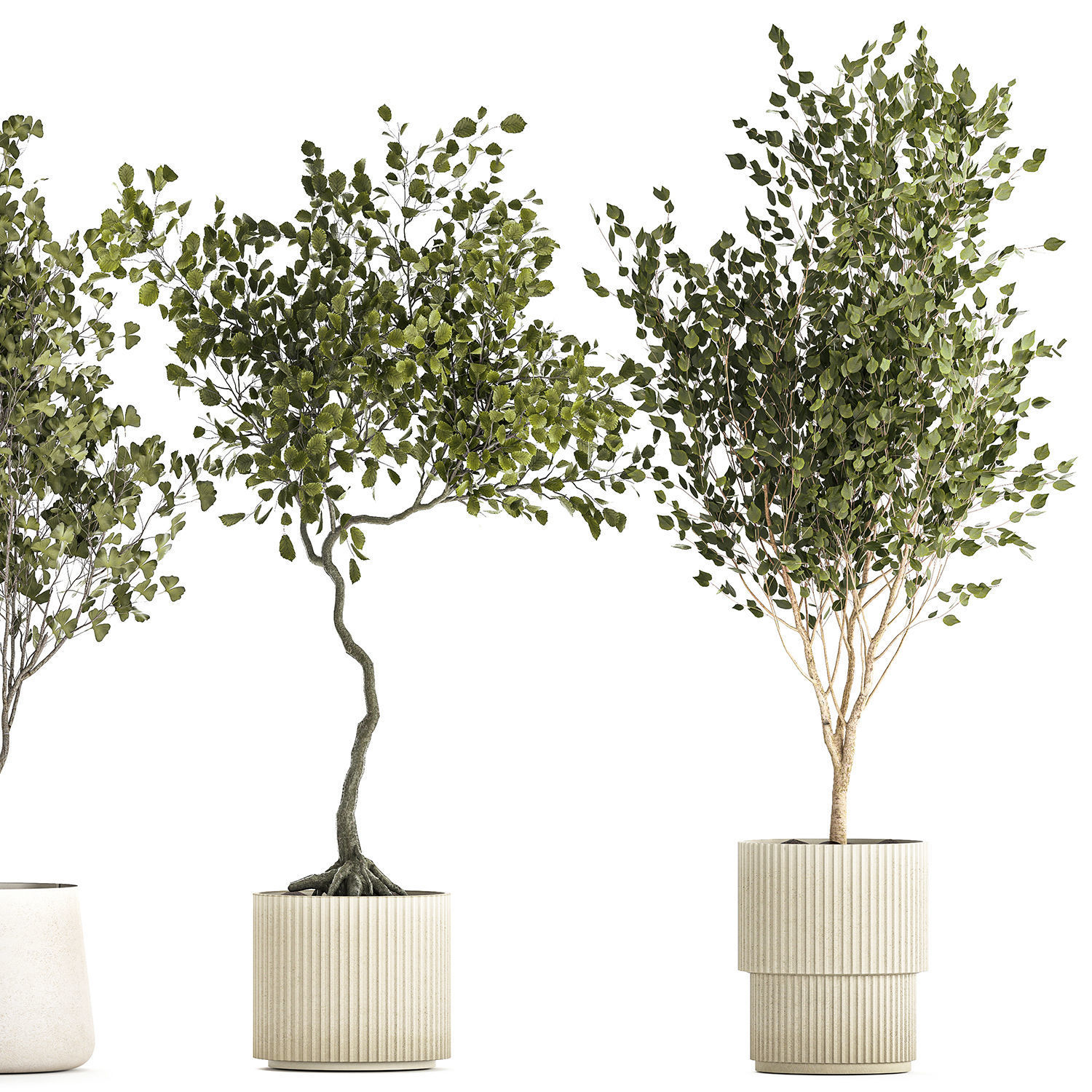Set Of Beautiful Trees In Pots For Decoration 1331 3D model_13