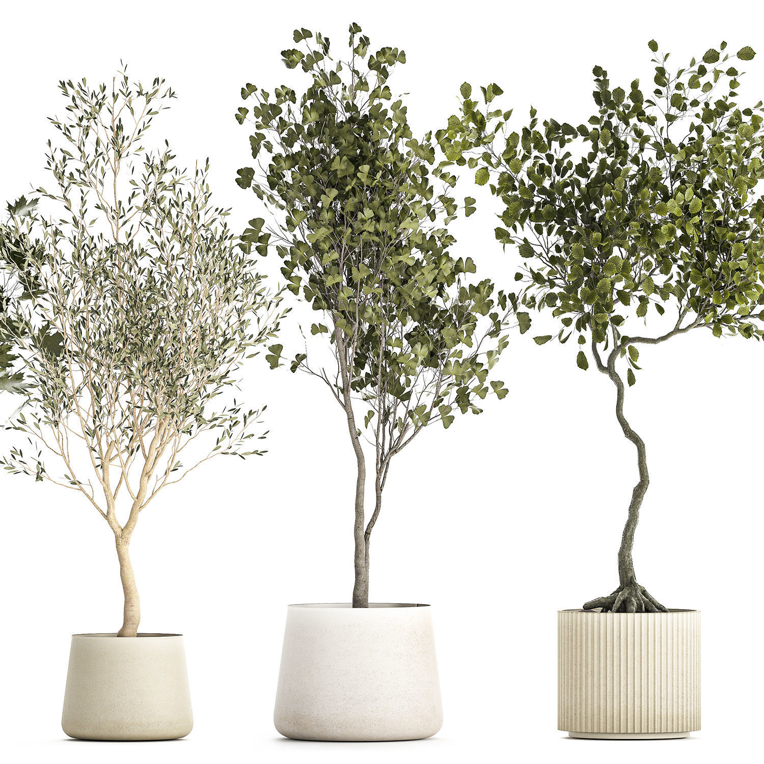 Set Of Beautiful Trees In Pots For Decoration 1331 3D model_11