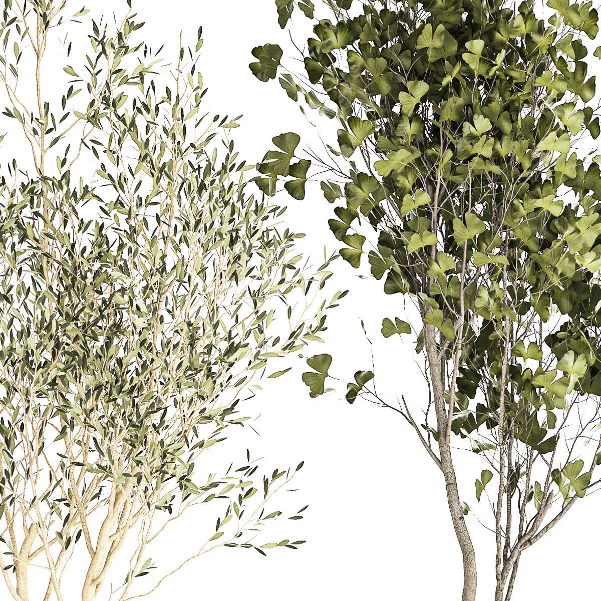 Set Of Beautiful Trees In Pots For Decoration 1331 3D model_14