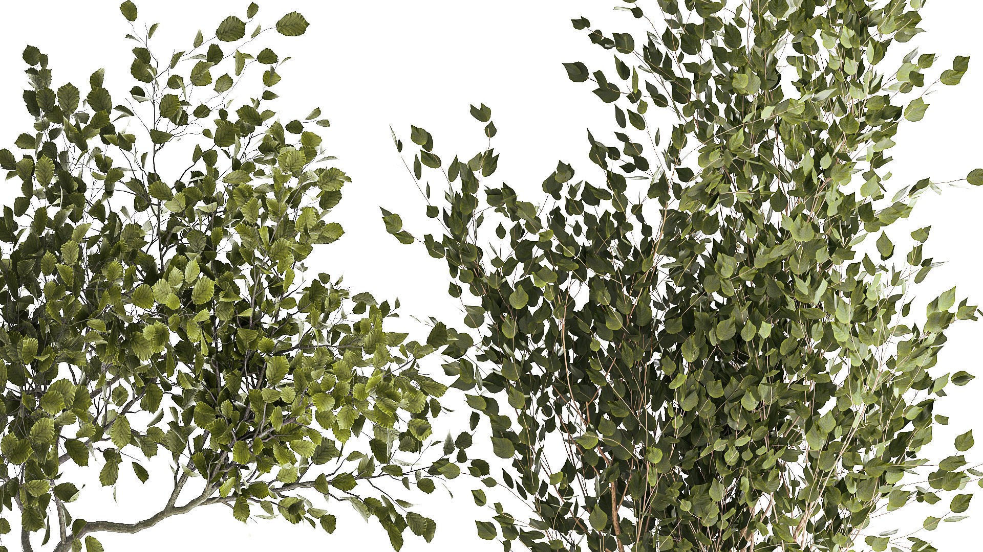 Set Of Beautiful Trees In Pots For Decoration 1331 3D model_4