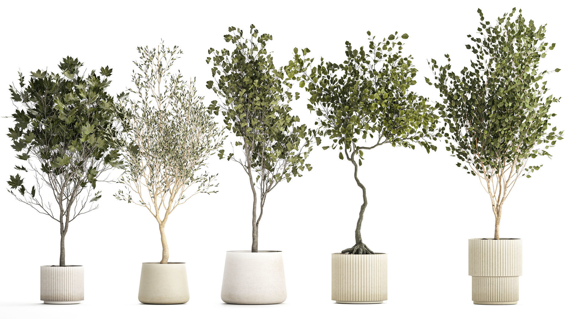Set Of Beautiful Trees In Pots For Decoration 1331 3D model_2