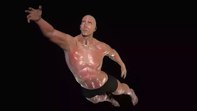 Anatomy Ultimate Pack Low-poly 3D model