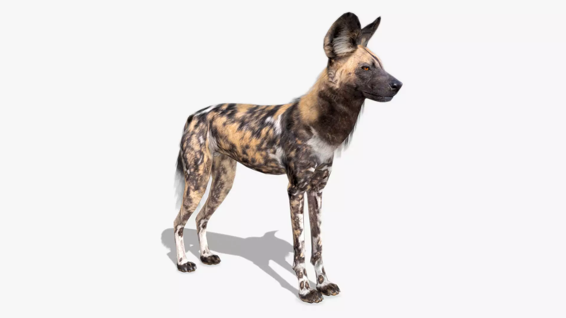 African Wild Dog Low-poly 3D model_0