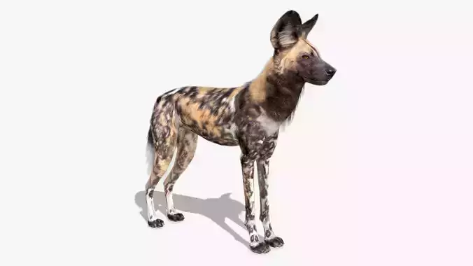 African Wild Dog