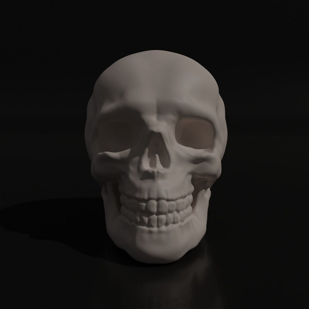 Skull Adult 3D model_1