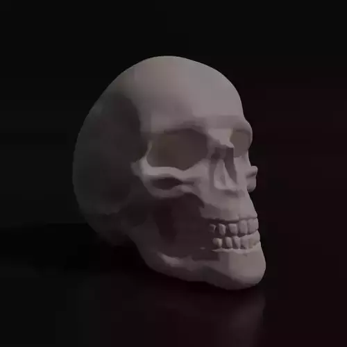 Skull Adult 3D model