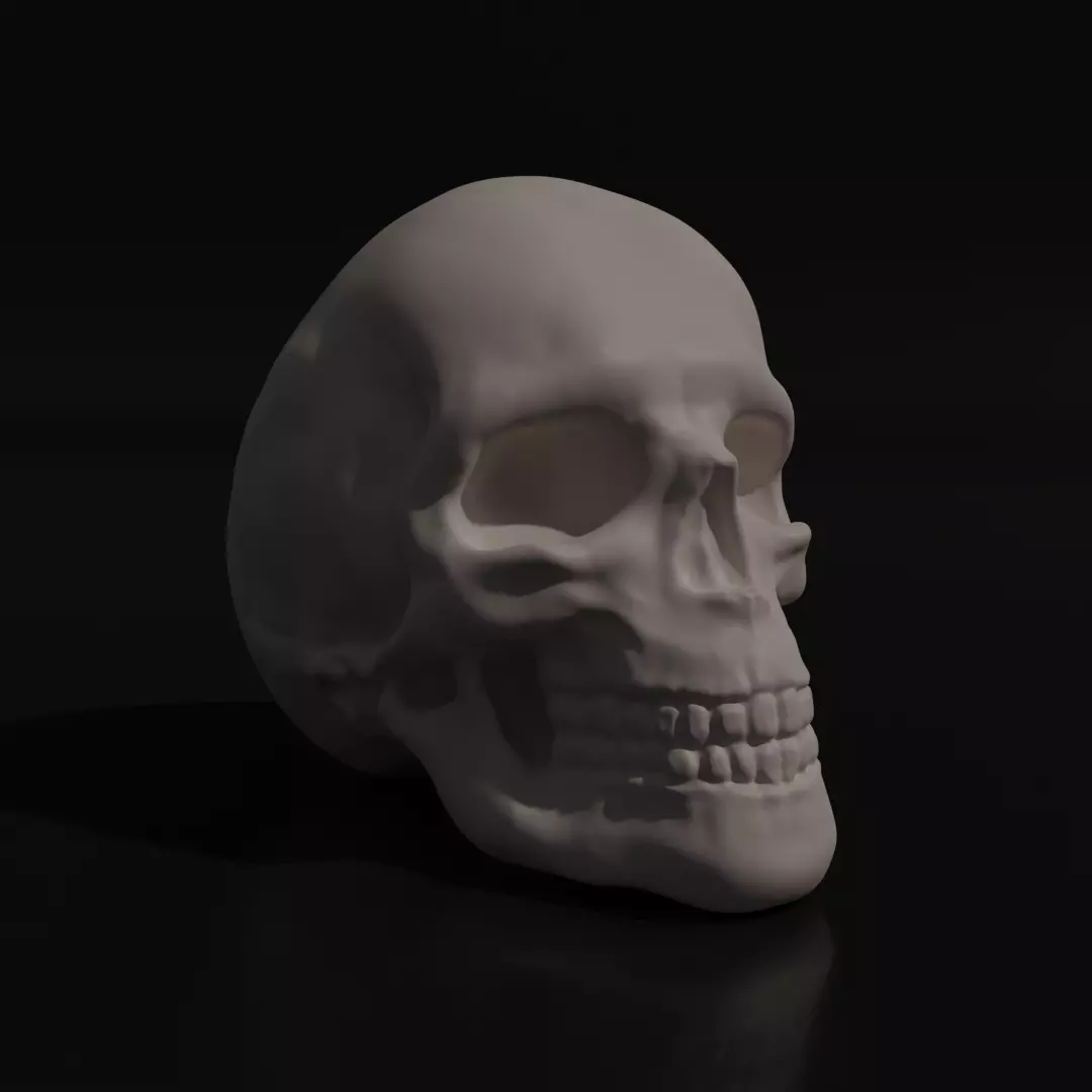 Skull Adult 3D model_0