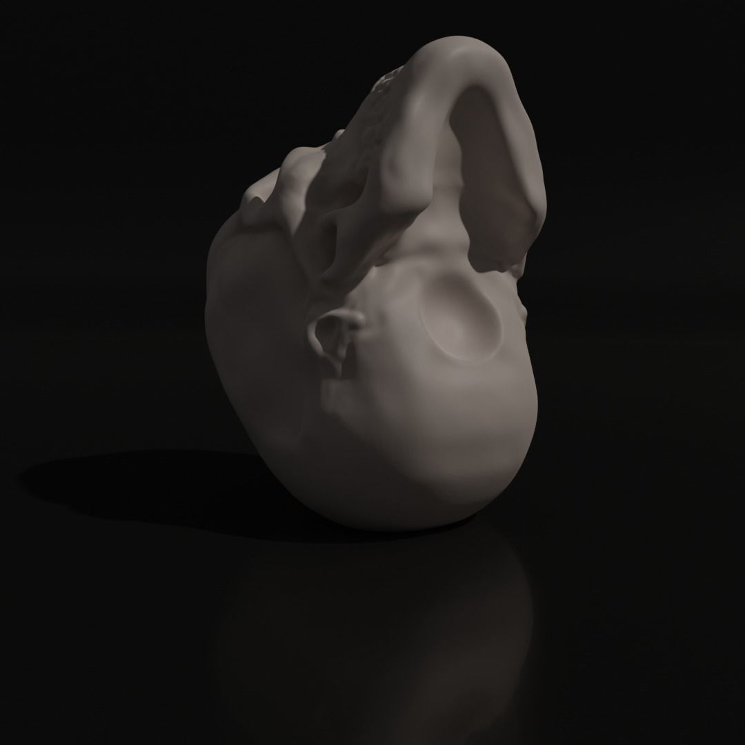 Skull Adult 3D model_4