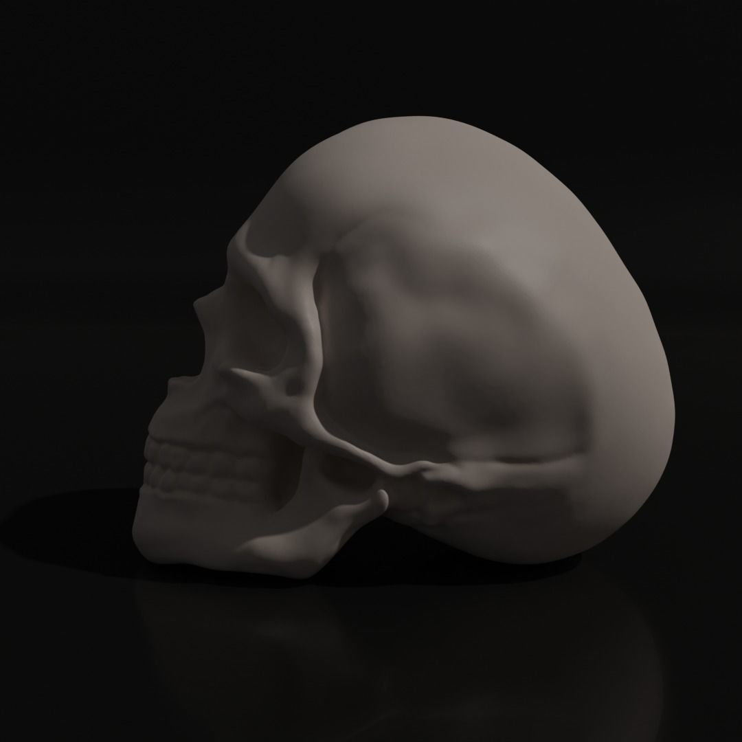 Skull Adult 3D model_3
