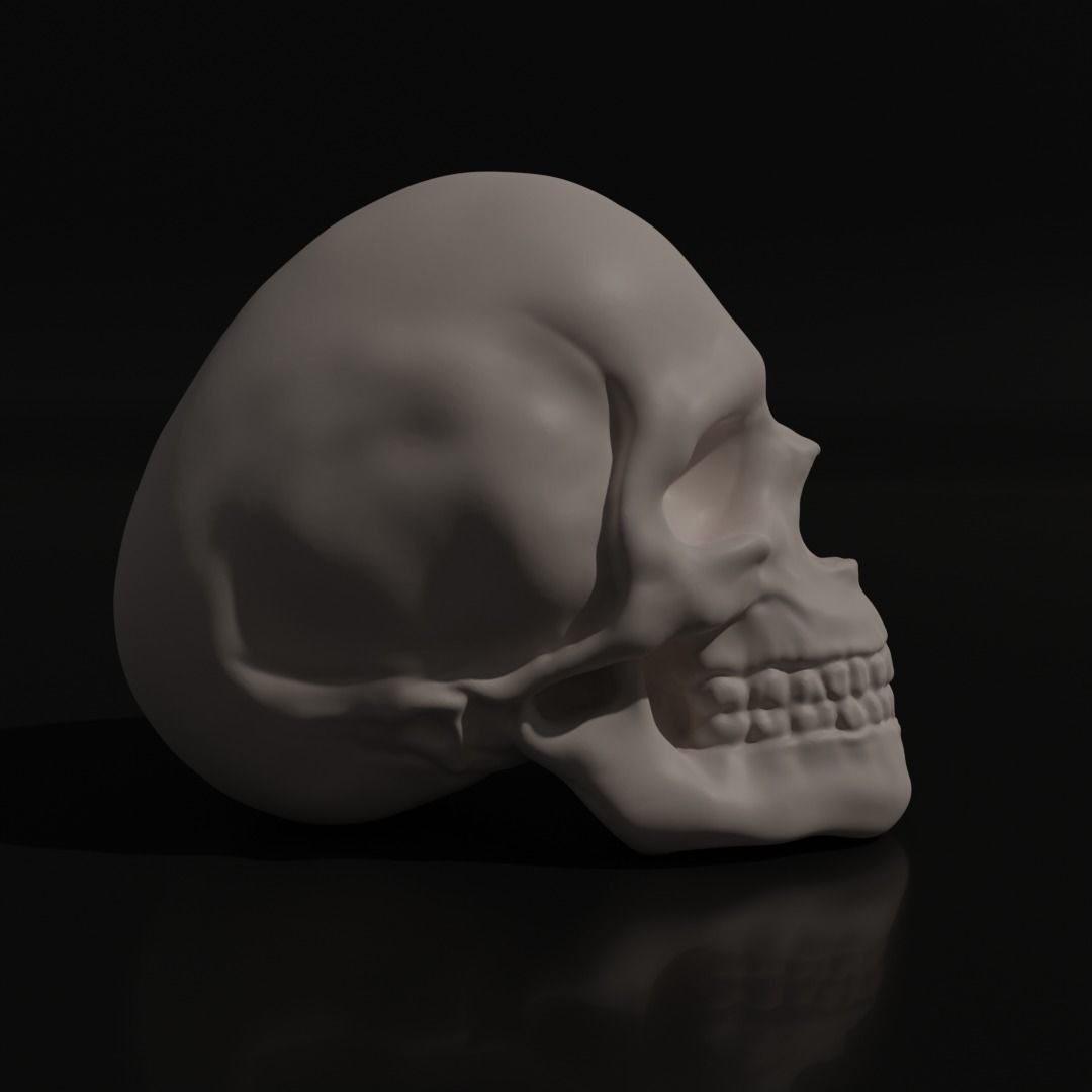 Skull Adult 3D model_2