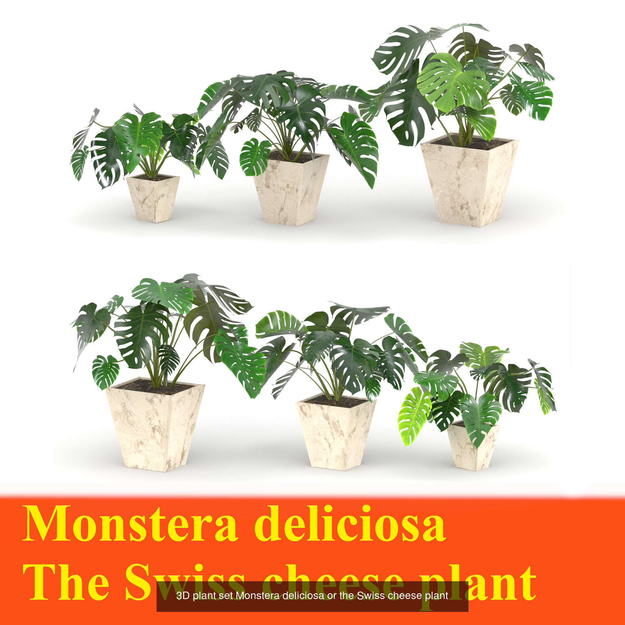 3D plant set Monstera deliciosa or the Swiss cheese plant 3D Model Collection_1