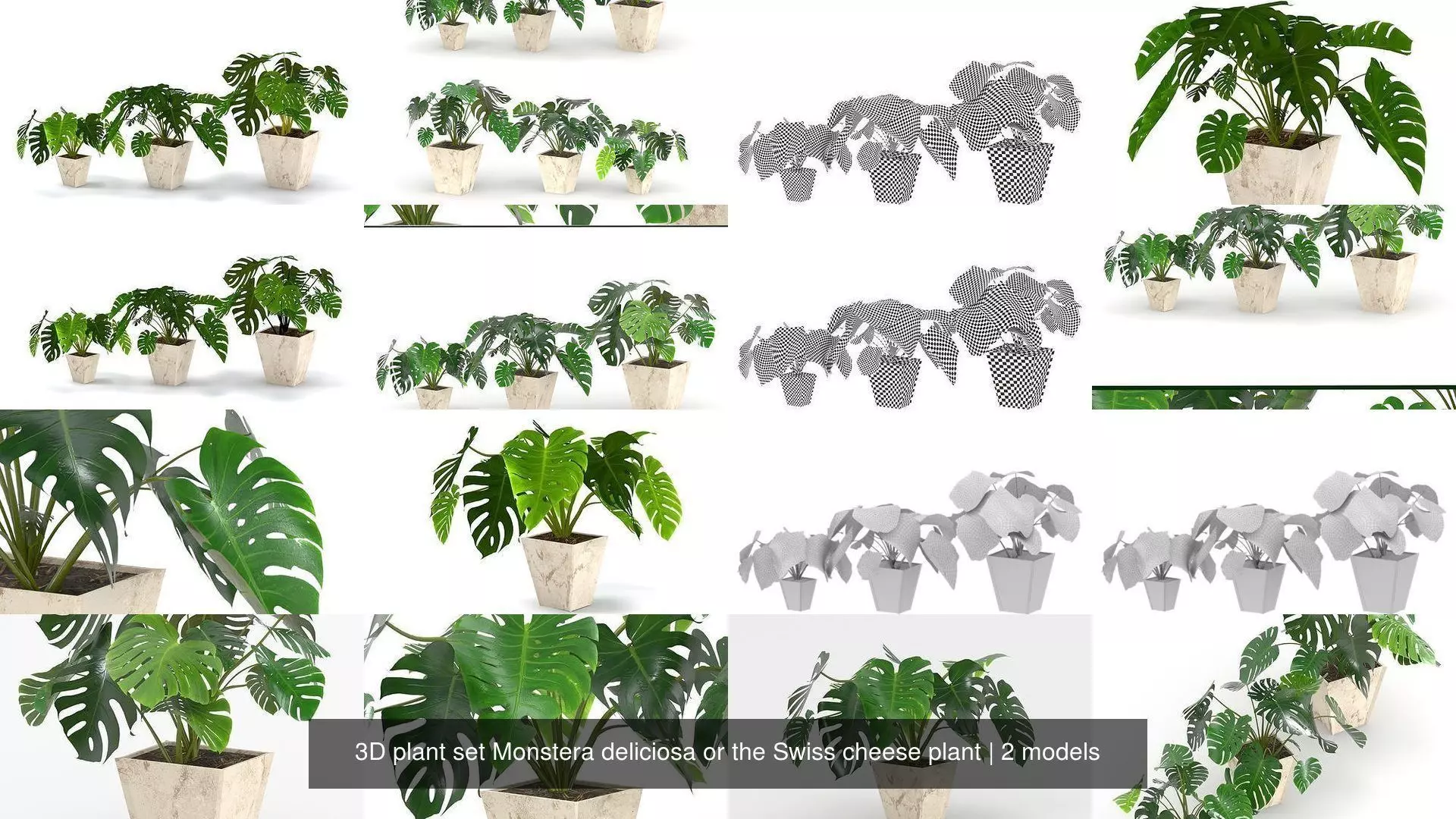 3D plant set Monstera deliciosa or the Swiss cheese plant 3D Model Collection_0