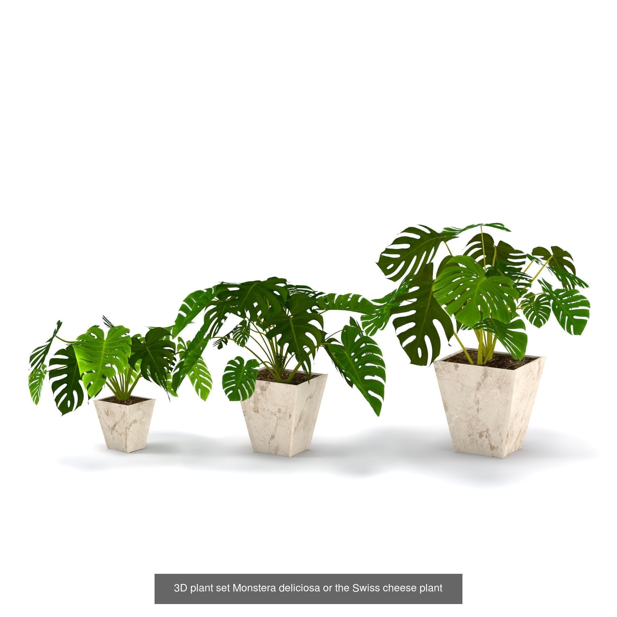 3D plant set Monstera deliciosa or the Swiss cheese plant 3D Model Collection_2