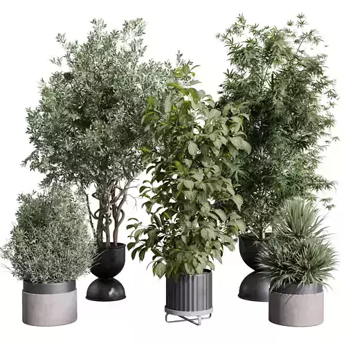 indoor plant set 399 tree palm bamboo in a concrete vases
