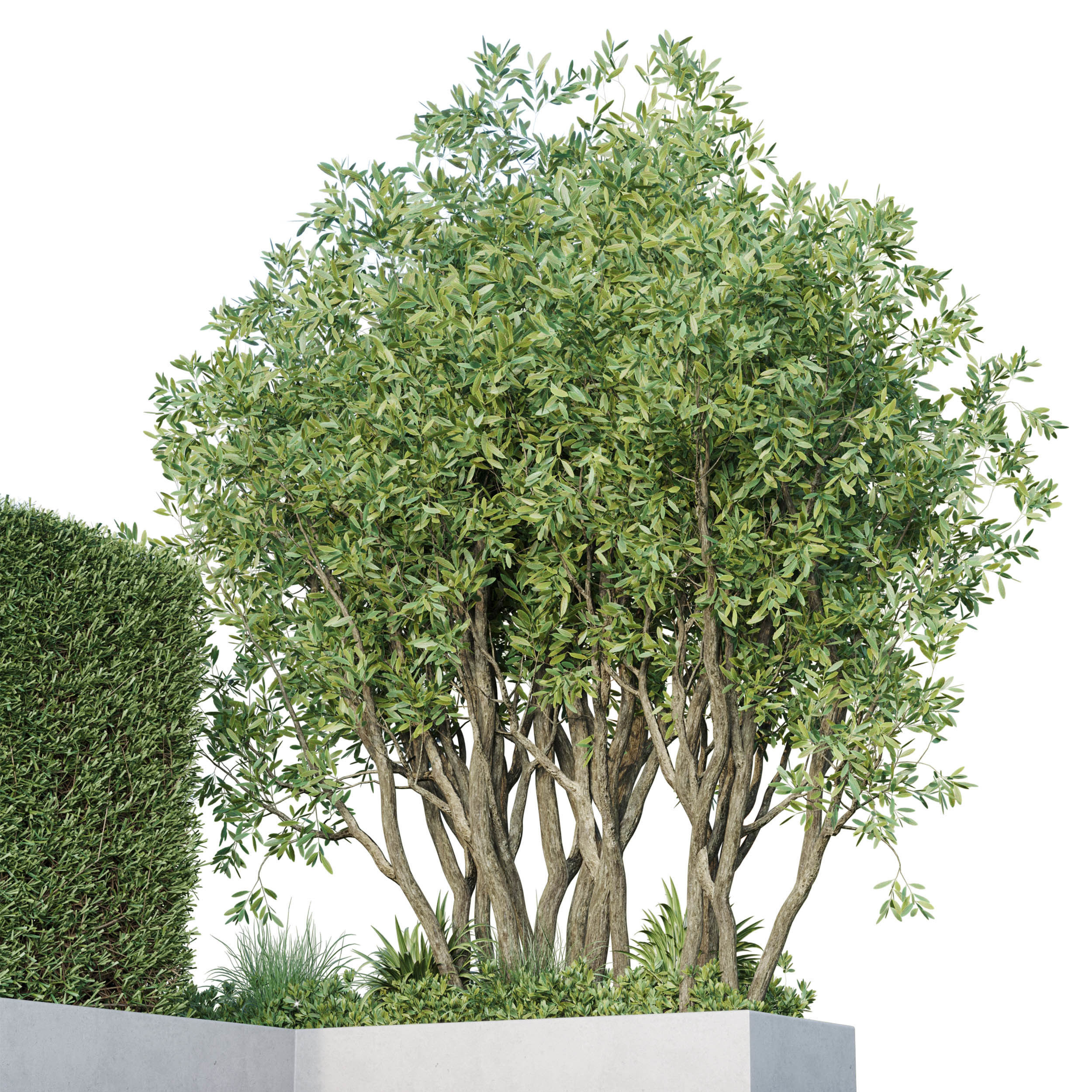 Garden plants set in a box - outdoor set 162 Low-poly 3D model_3