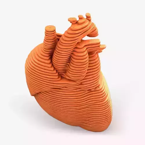 Parametric Human Heart Models