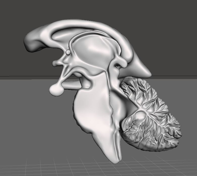 The diencephalon and brainstem 3D print model_2