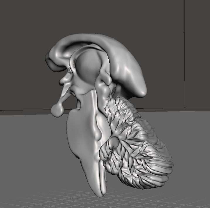 The diencephalon and brainstem 3D print model_4