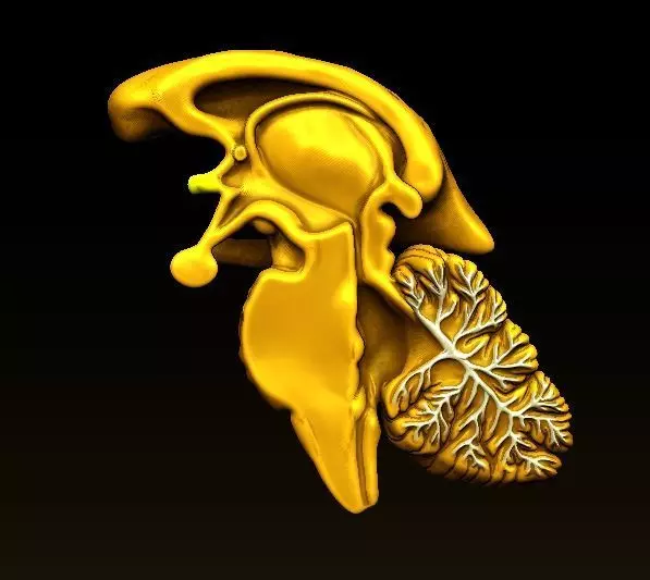 The diencephalon and brainstem 3D print model_0