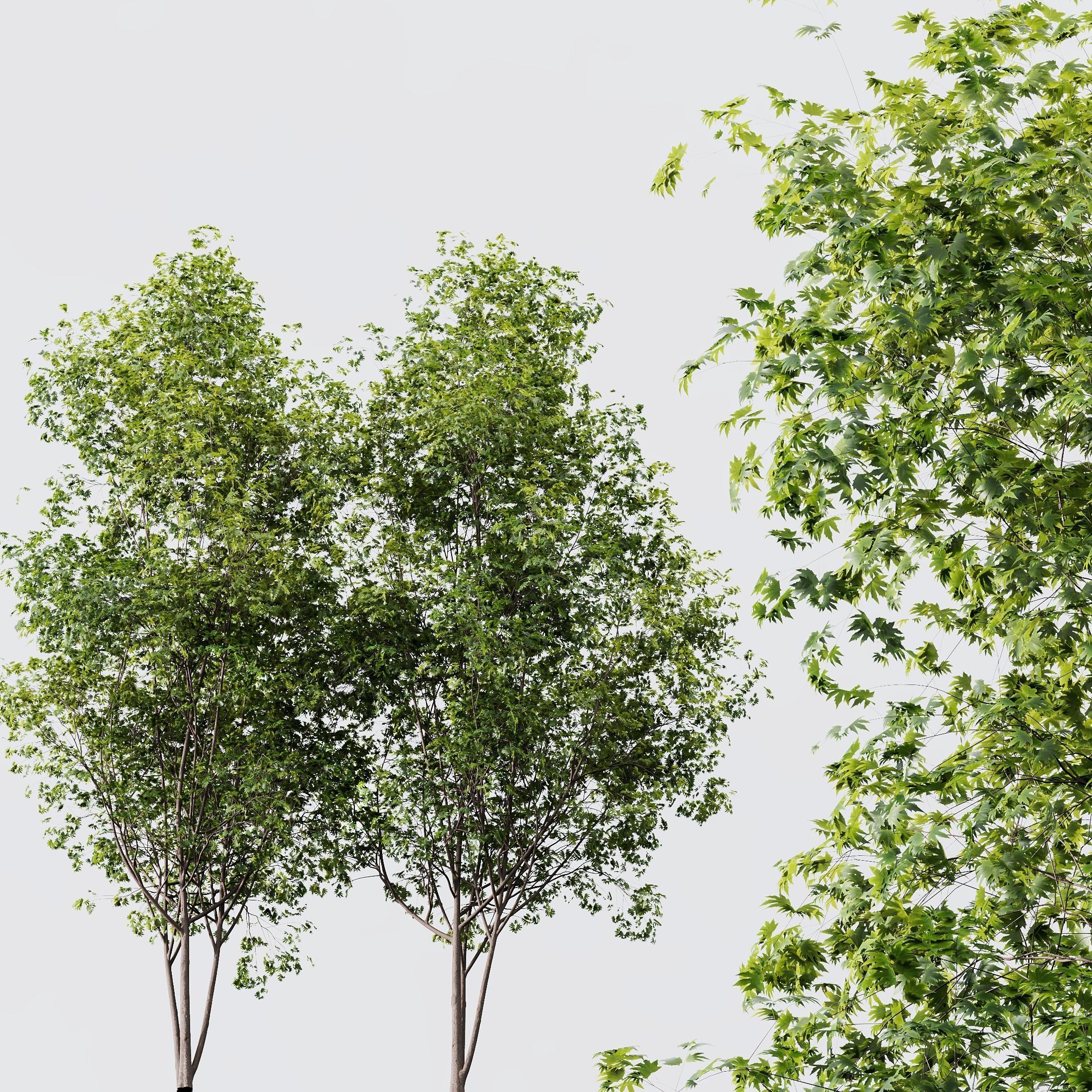 HQ Plants Acer Saccharinum Tree 13m 02 Free 3D model_2