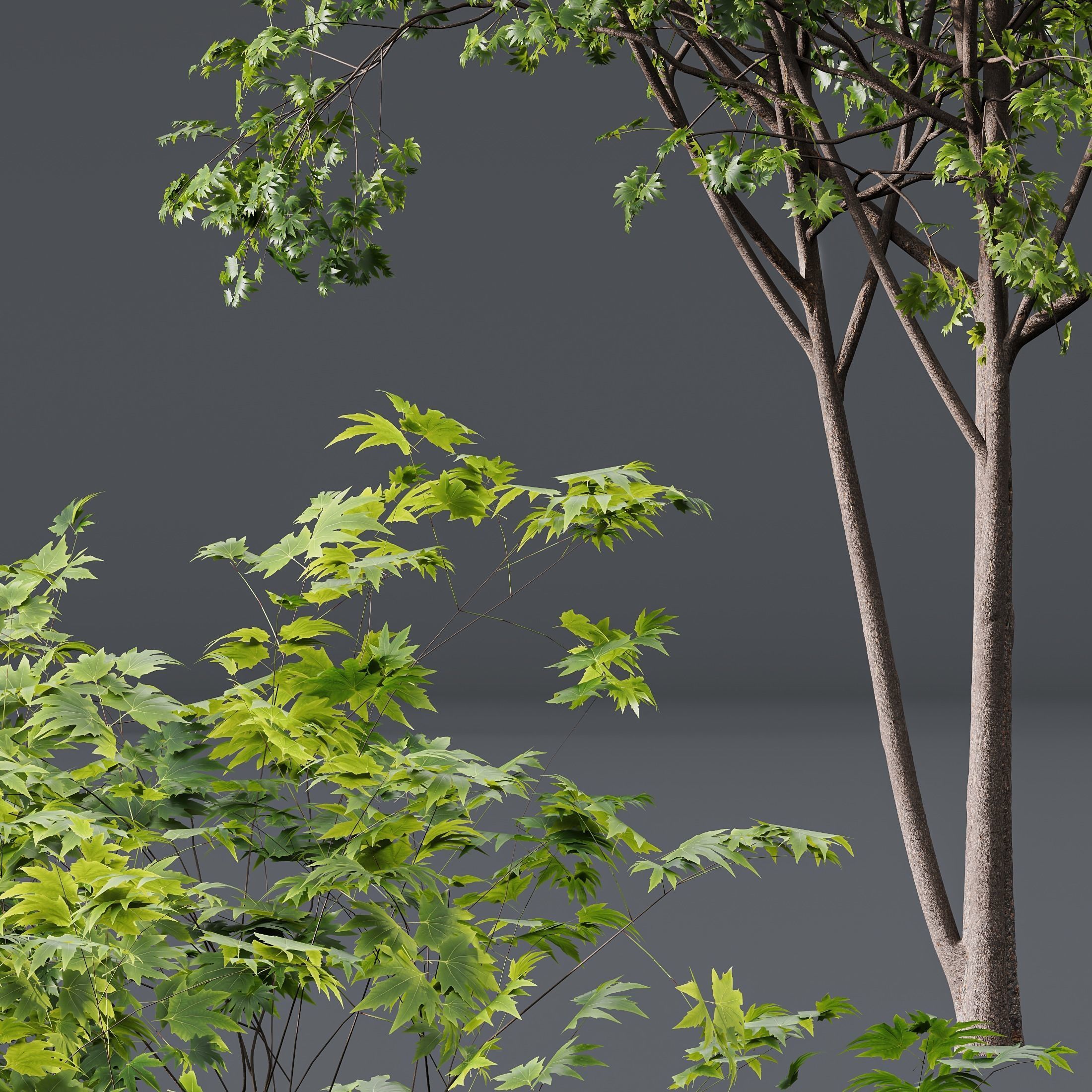 HQ Plants Acer Saccharinum Tree 13m 02 Free 3D model_1
