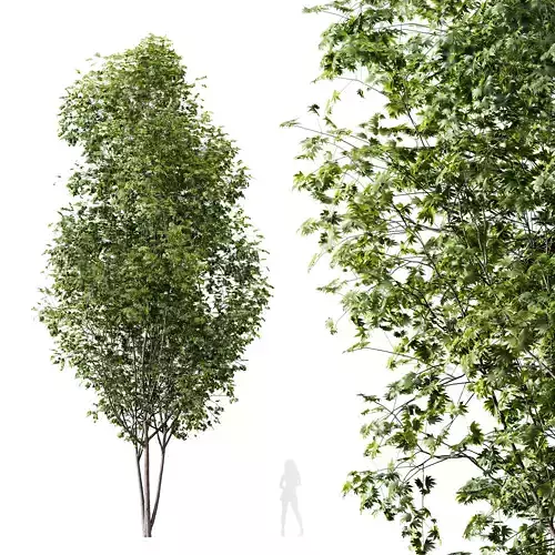 HQ Plants Acer Saccharinum Tree 13m 02 Free 3D model