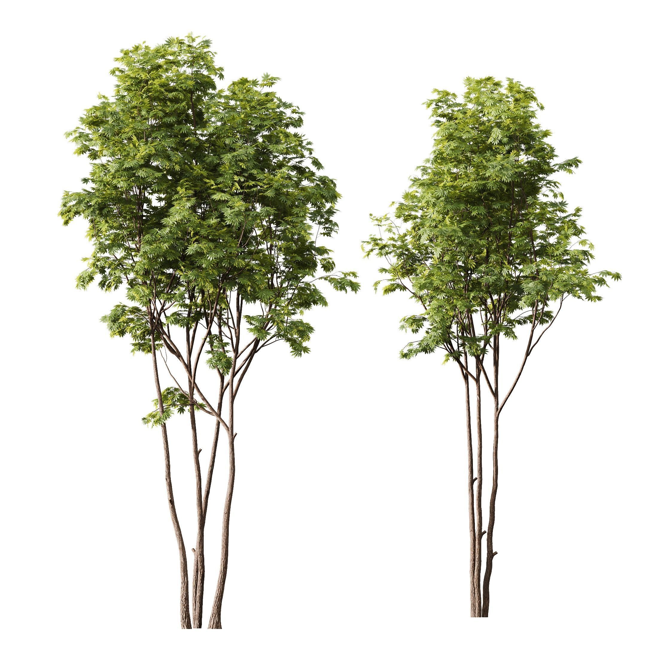 HQ Plants Ash Maple Tree 5m 3D model_1