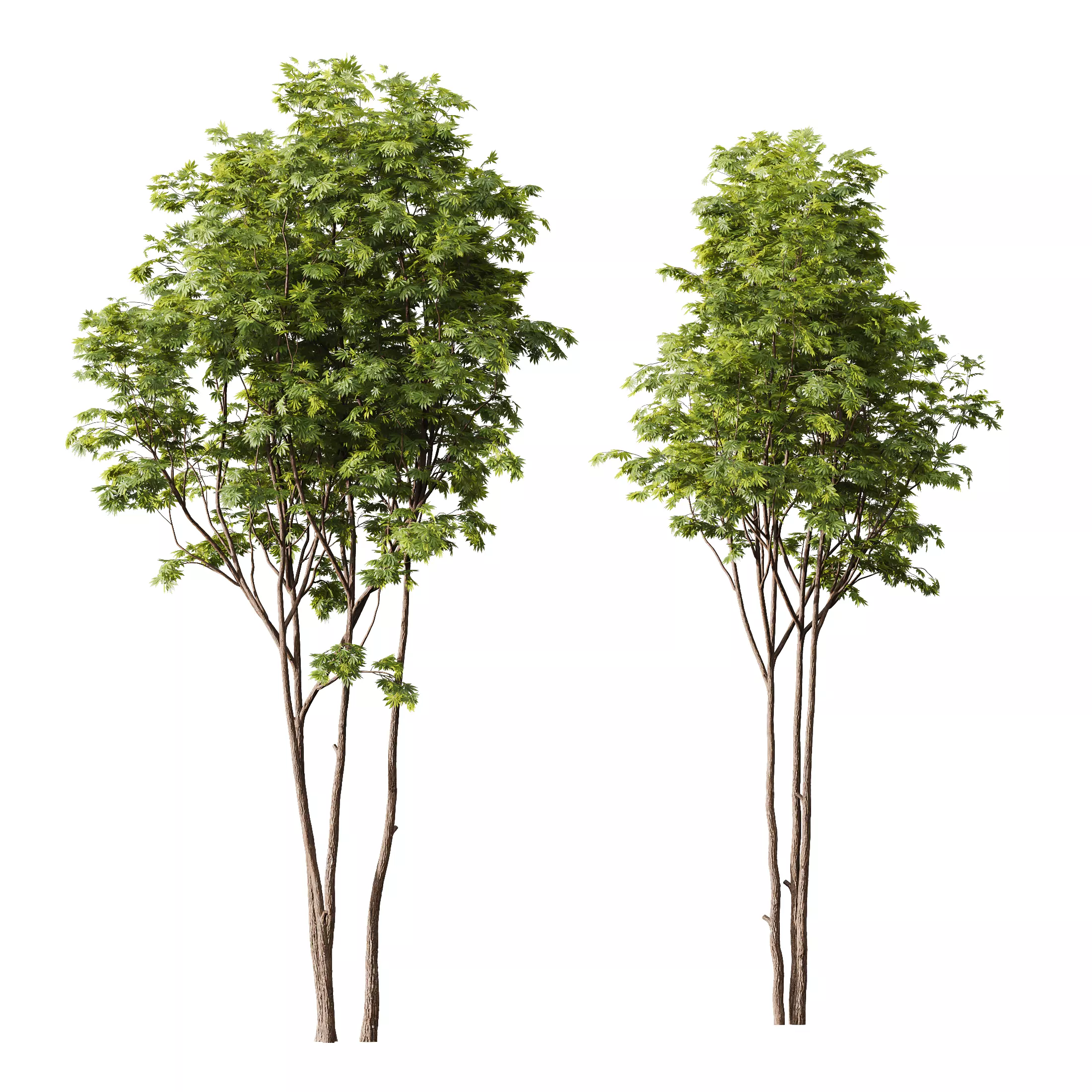 HQ Plants Ash Maple Tree 5m 3D model_0