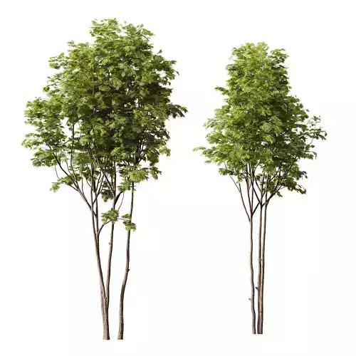 HQ Plants Ash Maple Tree 5m 3D model